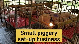 Small to medium size pig farm business setup Piggery businessBaboyan [upl. by Cataldo]