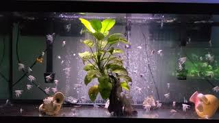 75 gallon angelfish grow out tank [upl. by Ranson]