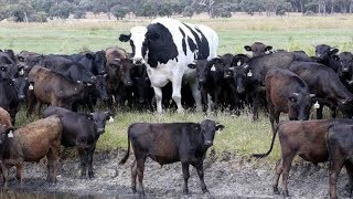 One Of The Worlds Biggest Cow 64quot Tall And 14 Tons In Australia [upl. by Direj908]