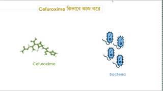 How Clavulanic Acid Protects Cefuroxime Courtesy by Cerox CV [upl. by Tcideneb]