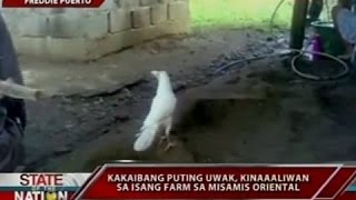 SONA Kakaibang puting uwak kinaaaliwan sa isang farm sa Misamis Oriental [upl. by Nnyllatsyrc]