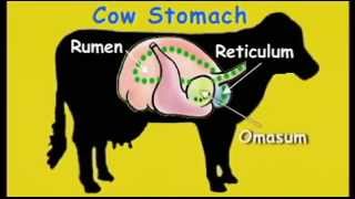 FOR KIDS  The Cows Stomach video [upl. by Ahkos]