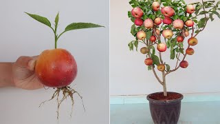 How to grow Apple tree from apple fruit for beginners [upl. by Kurman]