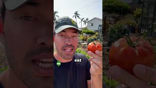 Dont vineripen your tomatoes [upl. by Range]