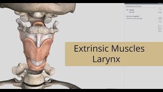 Extrinsic Muscles Of Larynx  Anatomy Of Larynx [upl. by Eleph722]