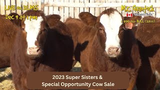 2023 MC Quantock Super Sisters amp Special Opportunity Cow Sale Preview [upl. by Allekim550]