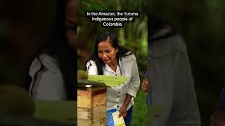 Melipona Bees  Indigenous Knowledge [upl. by Morgan]