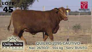 Lote 45  Quilpo 2095 Cautivo [upl. by Dhar596]