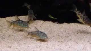 Corydoras paleatus wild  Aquahuis Import ZA [upl. by Ibur]