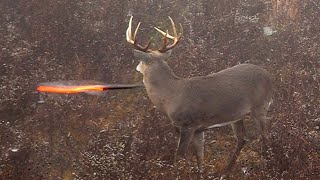 15 Archery Shots in 15 Minutes EPIC Bowhunting Highlights [upl. by Roel479]