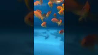 Lyretail Anthias  Saltwater Fish  Quarantined Fish shorts shortsfeed reef reefaquarium [upl. by Anaer8]