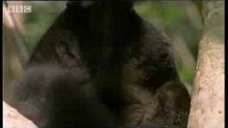 Black lemur on drugs  BBC wildlife [upl. by Ecnarret]