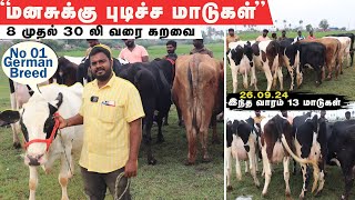 30லி வரை கறவைக்கொண்ட 13 HFமற்றும் கலப்பின மாடுகள்இந்த வார கருங்கல்பாளையம் சந்தையில் [upl. by Elocn]