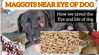 maggots in dog eye  Help dog to remove maggots [upl. by Saum]