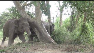 Elephants off their chain for the first time Full HD  ElephantNews [upl. by Odradlig]