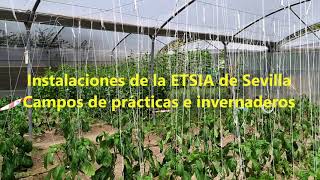 Instalaciones de la ETSIA Campos de prácticas invernaderos y blblioteca [upl. by Kennedy]