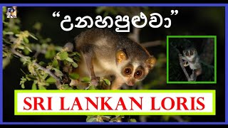 Sri Lankan loris  quotUnahapuluwaquot in Sri Lanka [upl. by Sedinoel]