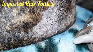 Impacted Hair Follicle Cleaning On my Pitbull Herc [upl. by Ecnarretal]