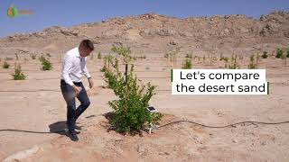 沙漠种树 Tree planting in desert  水冲种植 Flush Planting [upl. by Ahserb]