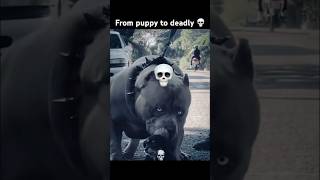 From puppy to deadly 💀☠️dog transformation doglover youtubeshorts viralshorts shorts [upl. by Sihonn]