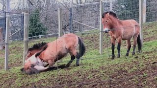 Przewalskis Horses Fighting at Edinburgh Zoo  060223 [upl. by Burkhardt]