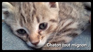 Bébé chat le top 10 des chatons les plus mignons au monde avec un petit bonus [upl. by Syl450]