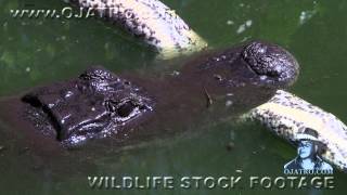 Alligator Eats Python 0101 Narration [upl. by Valentina]