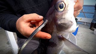 Catching a Limit of Haddock GROSS Ocean LEECH Feeding On Fish [upl. by Crysta]