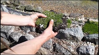 Propagating and planting Sagina subulata Irish Moss [upl. by Nnyleve]