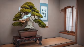 Japans Best Bonsai Gardens in 2024 [upl. by Anatole487]