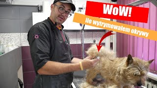 Mistrzowskie trymowanie Norwich Terrier  do podszerstka 22 [upl. by Hackney122]