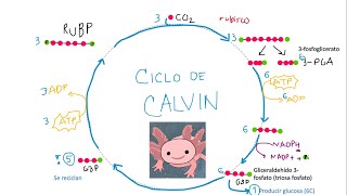 CICLO DE CALVIN EXPLICACIÓN SENCILLA NIVEL PREPARATORIA  BACHILLERATO [upl. by Annoyed]