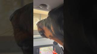 10 month old black and tan coonhound barking [upl. by Tomasine]