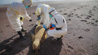 Hunderte tote Seelöwen in Peru  Behörden finden VogelgrippeVirus [upl. by Yoshiko]