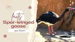 spurwinged goose facts [upl. by Hammad]