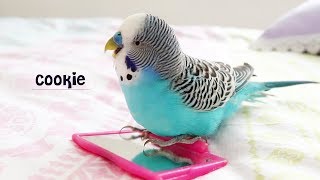 Budgie singing to Mirror  Budgie sounds [upl. by Willner]