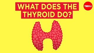 How does the thyroid manage your metabolism  Emma Bryce [upl. by Mcmahon]