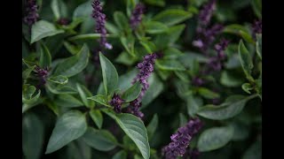 How to Grow Harvest amp Enjoy Thai Basil [upl. by Annaeerb193]