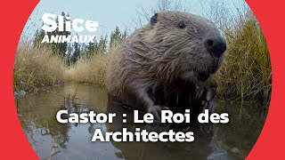 Comment les castors construisentils leur barrage  I SLICE Animaux [upl. by Ecaroh]