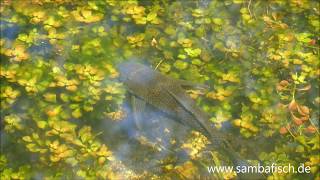 Eine Reise in die Unterwasserwelt der Everglades in Florida [upl. by Yerhcaz]