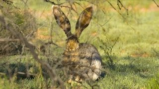 Der Hase im Rausch [upl. by Sitruk]