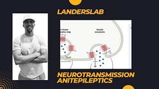 Neurotransmission and first line antiepileptics [upl. by Assetan177]