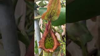 Item Short BE3203  N truncata  Pasian highland plants carnivorousplants nepenthes [upl. by Violetta]