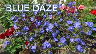 Blue Daze  Evolvulus  Dwarf Morning Glory Blue Daze Plant Care [upl. by Aneez]