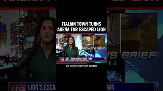 Lion roams streets of Ladispoli Italy after circus escape [upl. by Anauqcaj310]