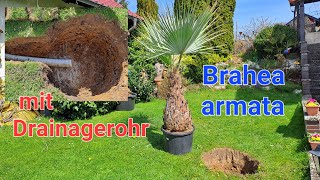 Brahea armata 🌴 80 cm Stamm auspflanzen mit Drainagerohr Butia capitata Trachycarpus Washingtonia [upl. by Aicemed95]