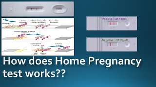 How does the pregnancy test kits work Working Principle [upl. by Florentia]