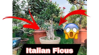 Italian Ficus 😱  BonsaiGardenNursery  Contact Now 👇 [upl. by Kcirdez]