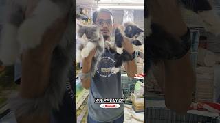 THE EXOTIC PET SHOP NEAR BY ALBELA BIRYANI trending viral persiancat cat short yt ytshots [upl. by Snej]