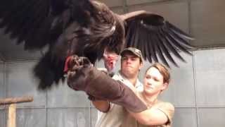 Bula A Lappet Faced Vulture With Attitude  Moholoholo South Africa [upl. by Aratak]